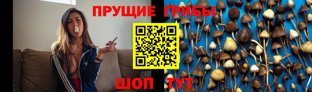 Кирово-Чепецк  Галлюциногенные грибы Psilocybine cubensis  Вход с VPN 